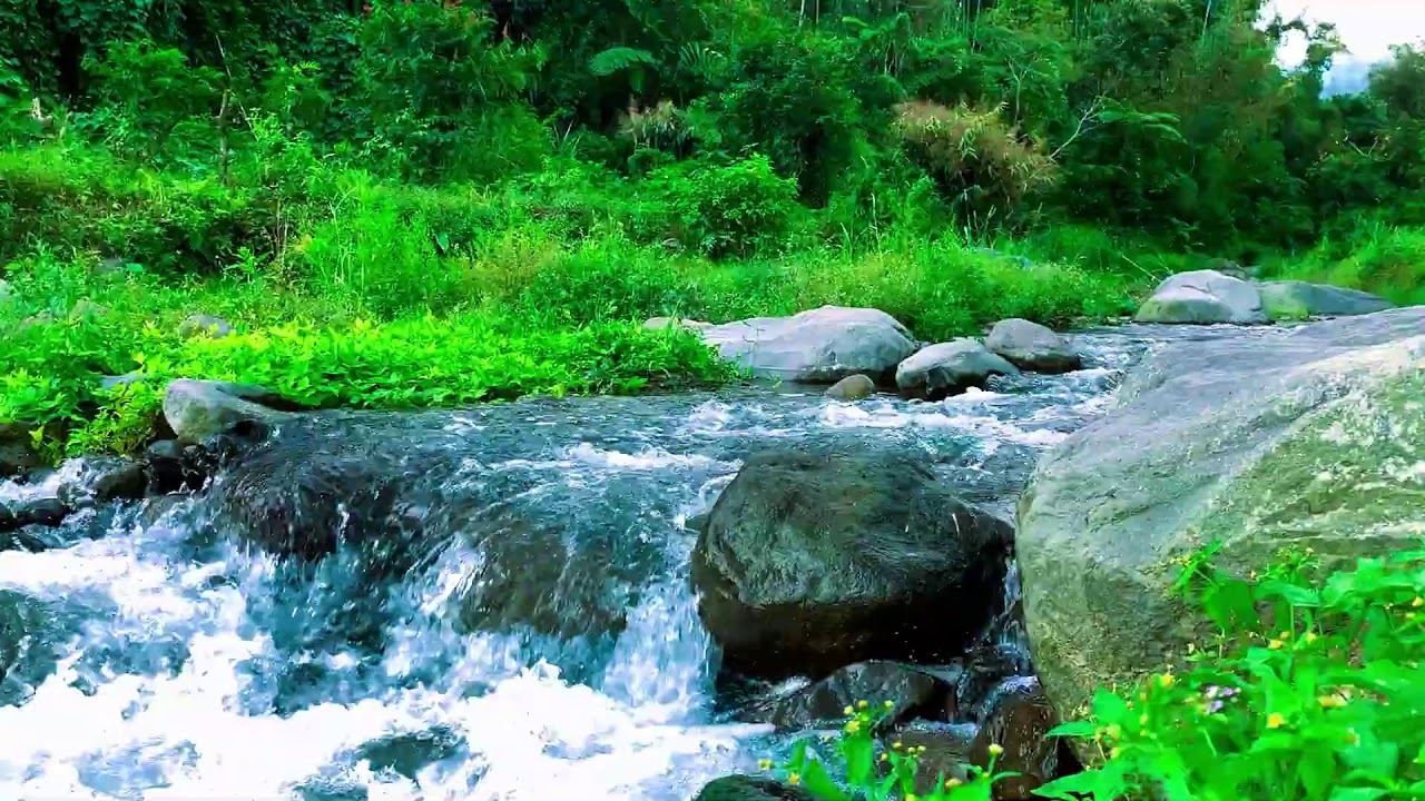 Tender Jungle Stream All Night – For Nervous Calm, Healing & Work Focus