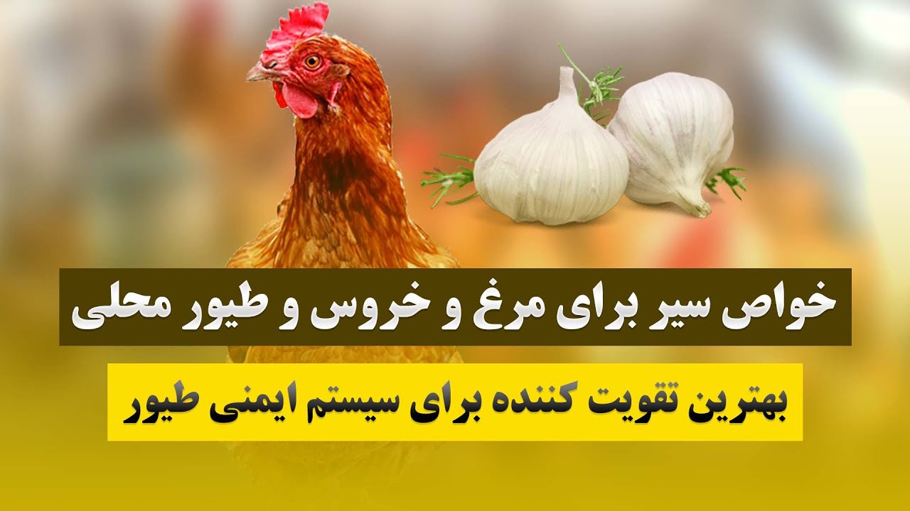 خواص سیر برای مرغ و خروس و طیور محلی | بهترین تقویت کننده برای سیستم ایمنی طیور