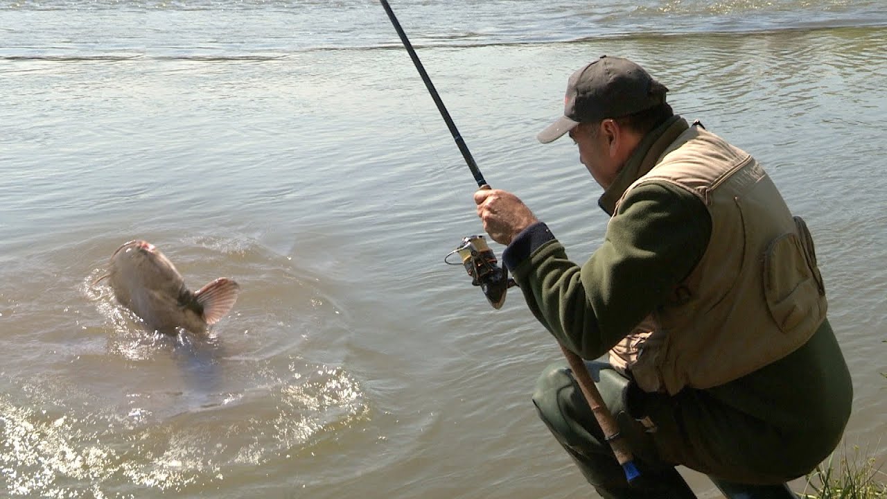 Pecanje soma na varalicu na Zapadnoj Moravi | Fishing catfish in river FULL VIDEO