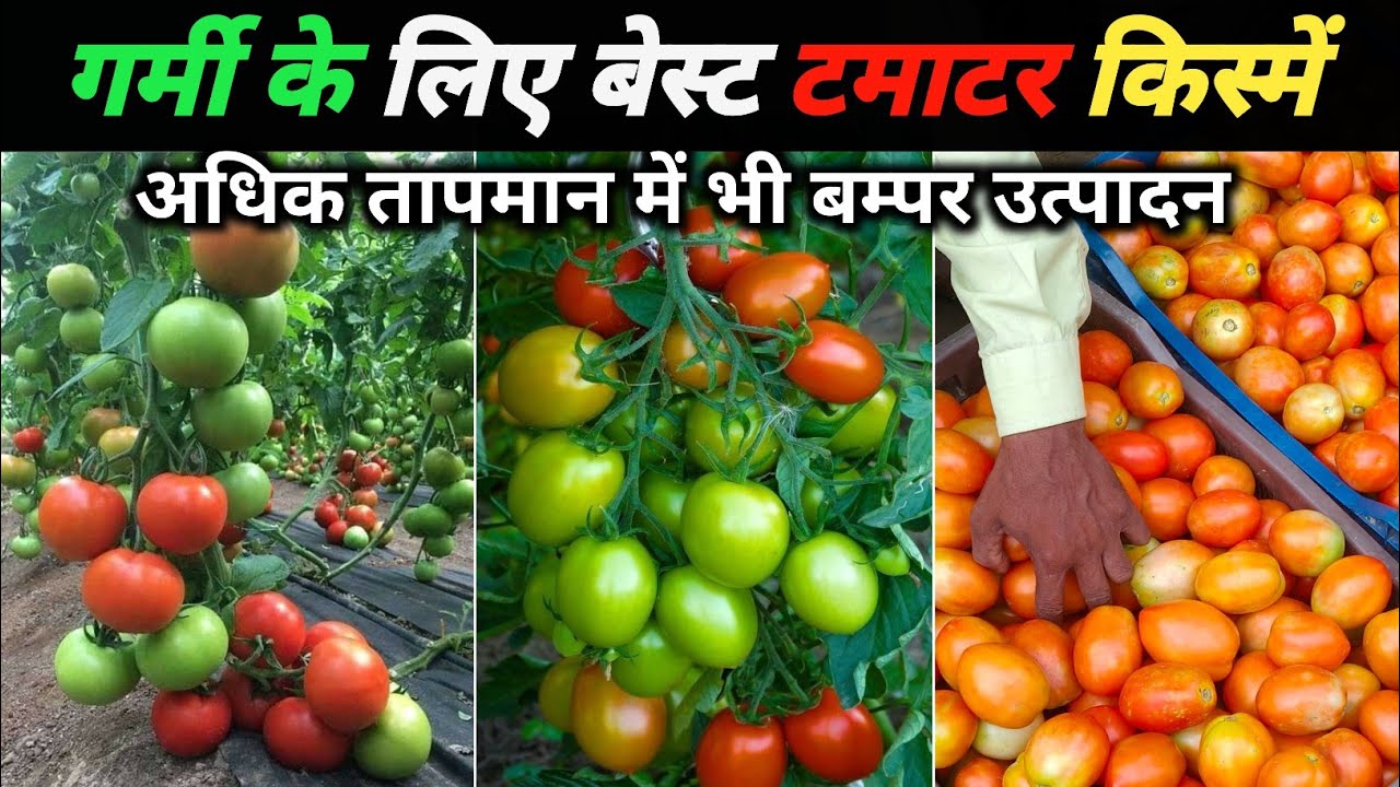गर्मी के लिए बेस्ट टमाटर 🍅 किस्में 2026 | Summer Tomato Variety | Tomato farming 