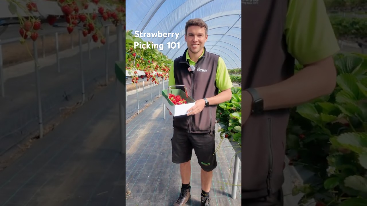 How to Pick the Perfect Strawberry | Garson Farm Pick Your Own #gardencentre #gardening #garden