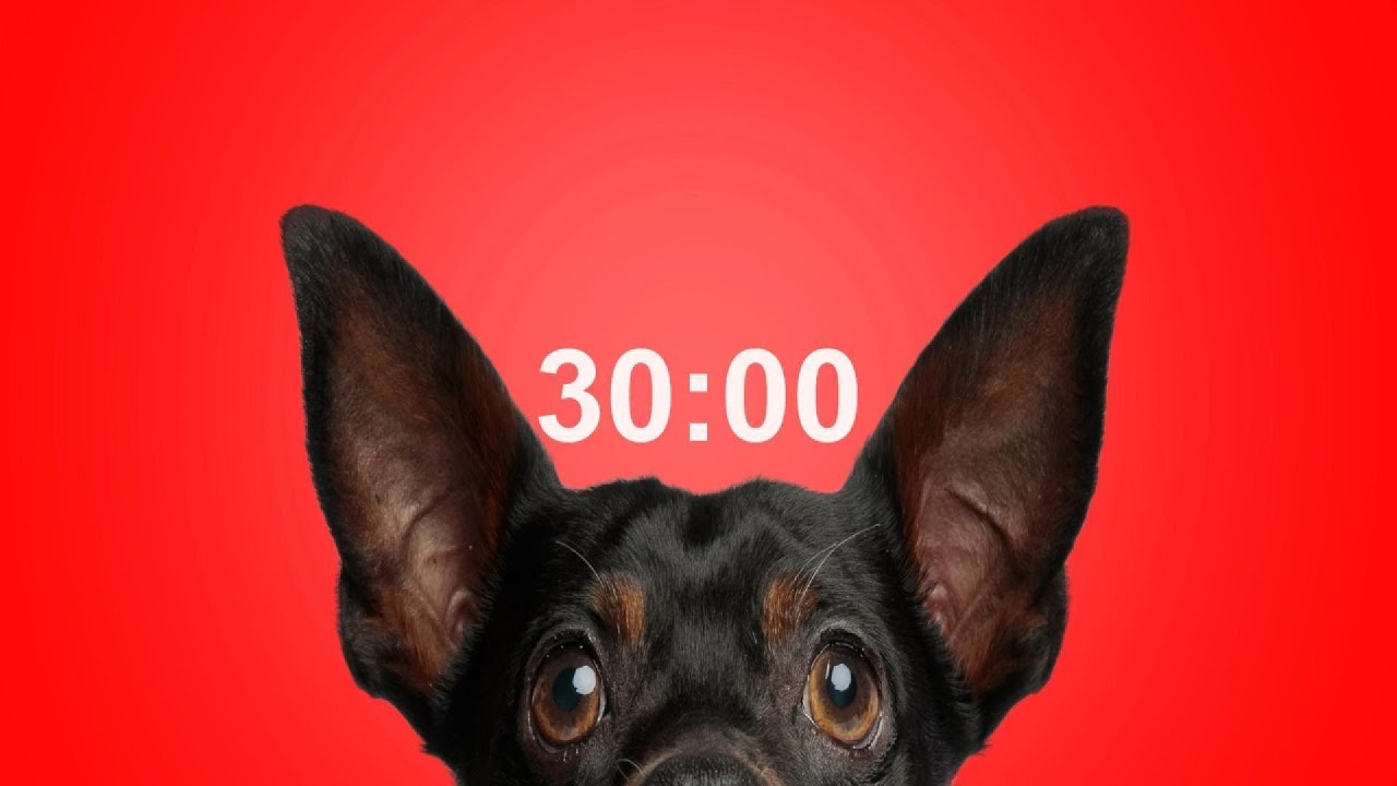 30 Minute Timer for School & Homework  Dog Bark Alarm Sound  Improve Focus & Productivity