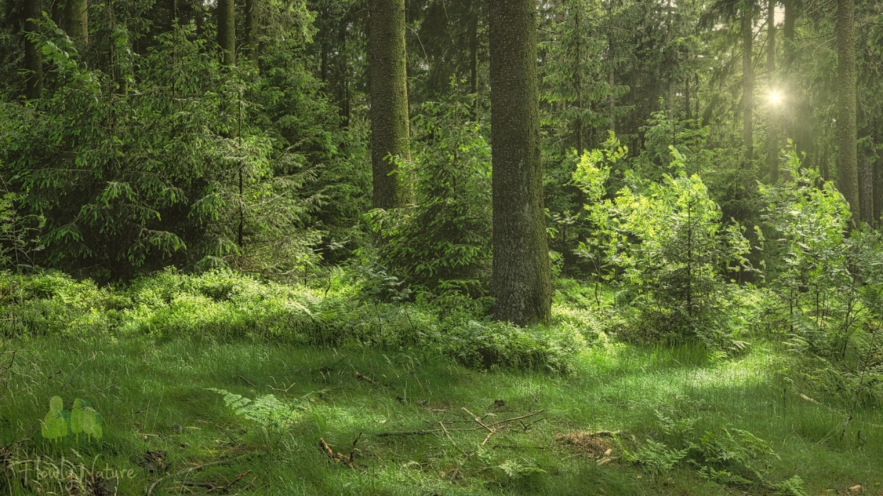 🌳 4K - Relaxing Nature Sounds For Stress Relief, Forest Sounds, Bird Song, No AI