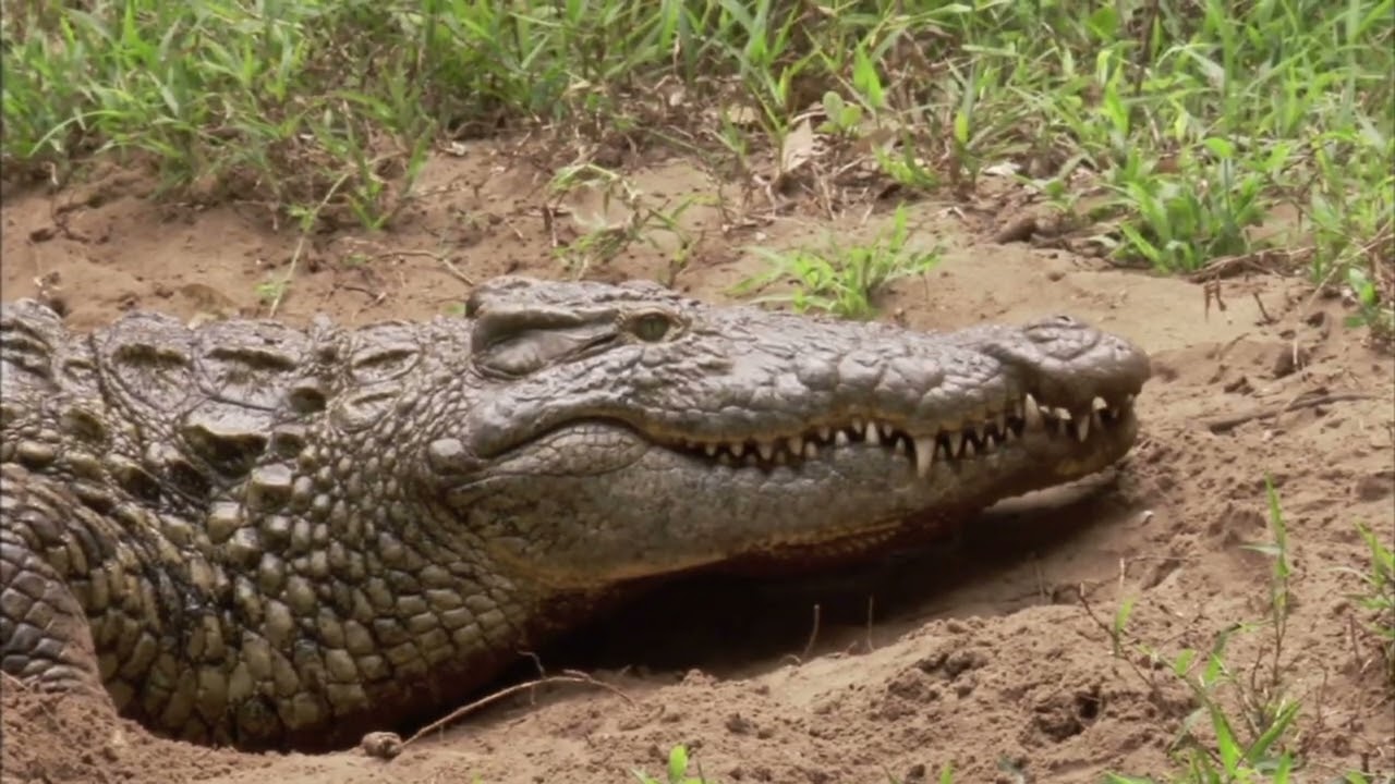 Top 10 Unique Wildlife Experiences in Australia