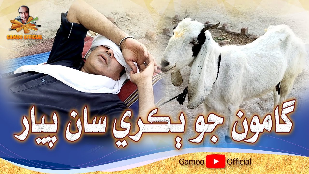 Gamoo Jo Bakri Saan Piyar | Asif Pahore (Gamoo)