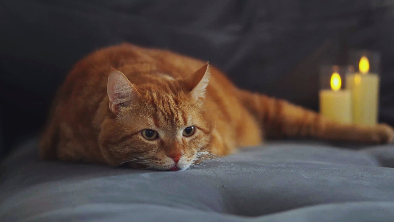 Cat is sleeping and purring. ASRM 4K video for sleep and relax.
