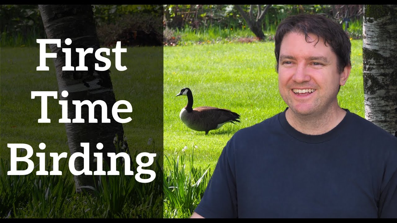 Birding for the First Time - How Birding Works