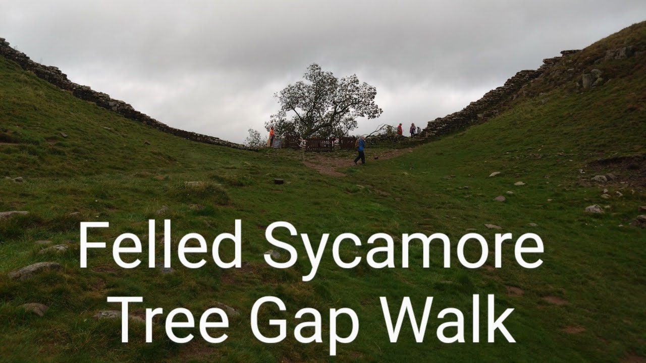 Felled Sycamore Gap Tree Circular Walk 😔