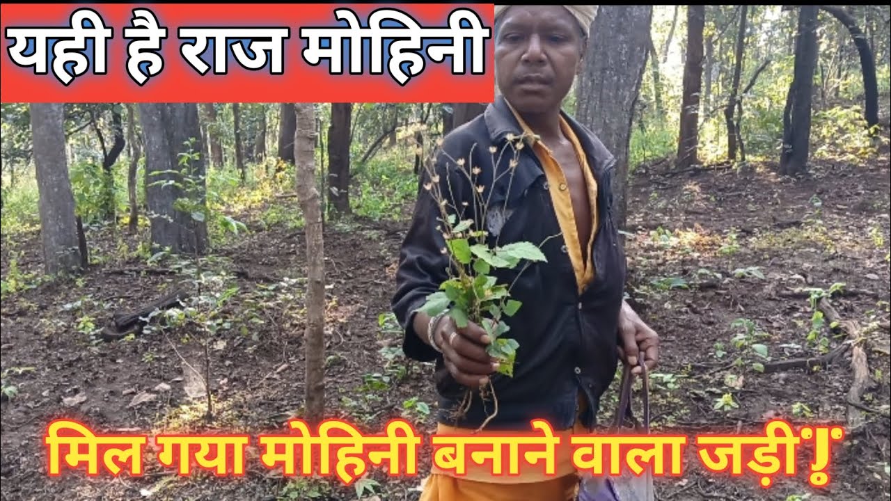 मोहिनी जड़ी मिल गया Found the Mohini herb✓