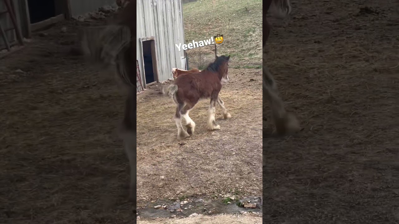 Oliver, The Auction Horse Is A BUCKING BRONCO!!!🤠 #shorts #auction #rescue #horses