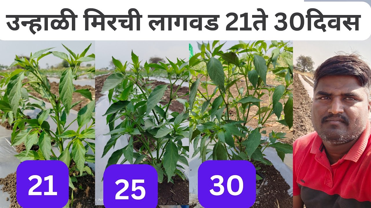 उन्हाळी मिरची लागवड 21 ते 30 दिवस नियोजन. @Sheticha_Doctor