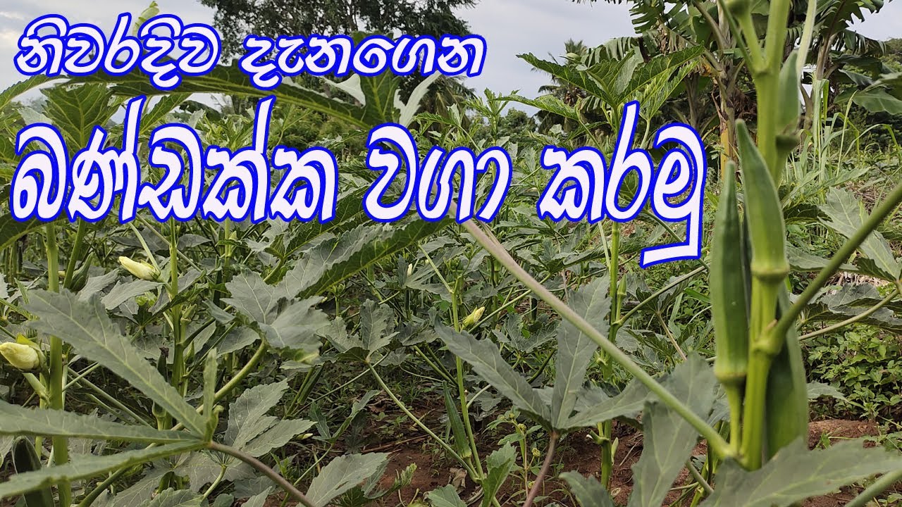 බණ්ඩක්කා වගාව / bandakka wagawa / Cultivation of okra / නිවැරදිව බන්ඩක්කා වගාව
