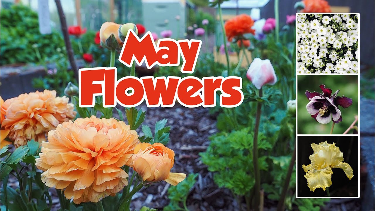 May Flower Tour