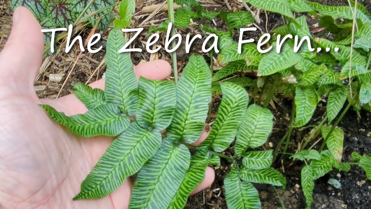 The Zebra Fern