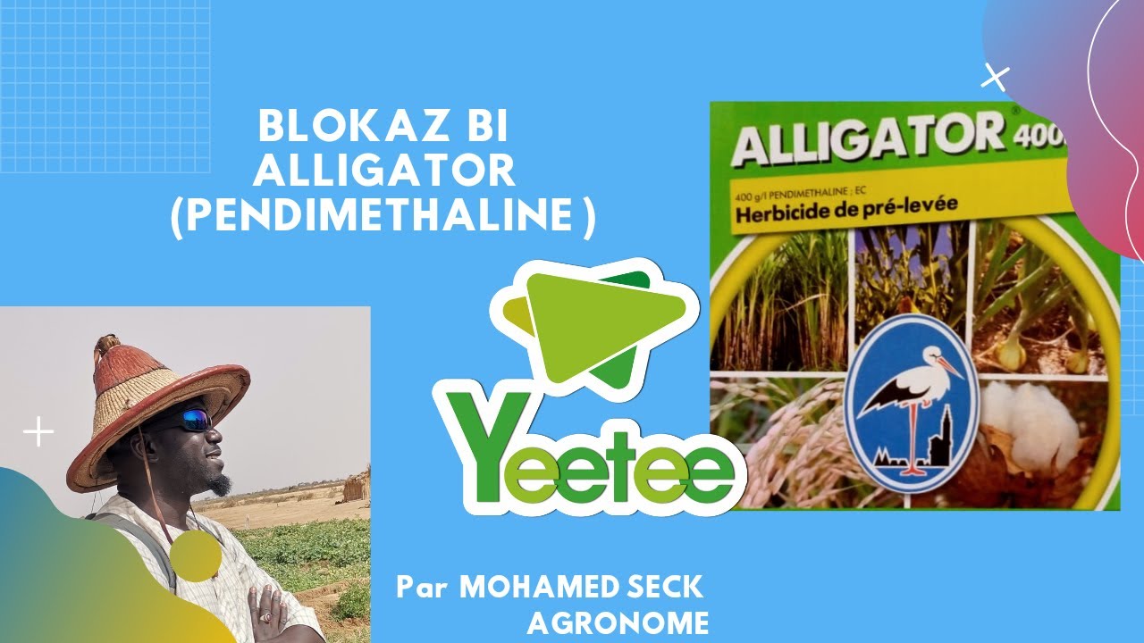YEETEE :  NJARIGNAL BLOKAZ alligator