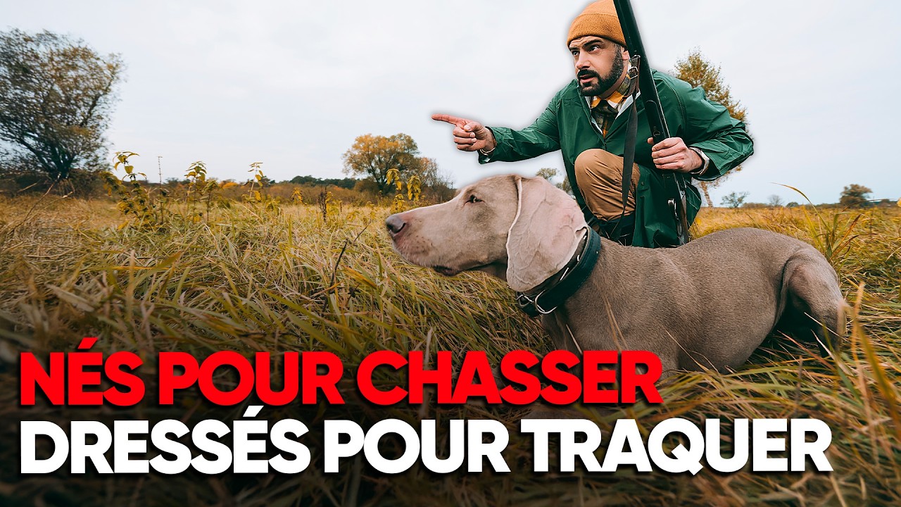 Comment les chiens de chasse sont-ils dressés ? - Documentaire Complet - BT