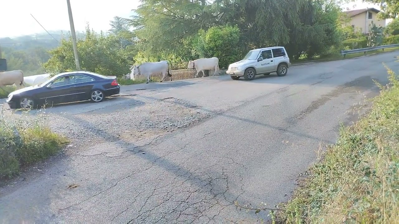 Transumanza mucche podoliche verso i pianori dei Monti Alburni 12giugno2023Valle del Calore Salerno