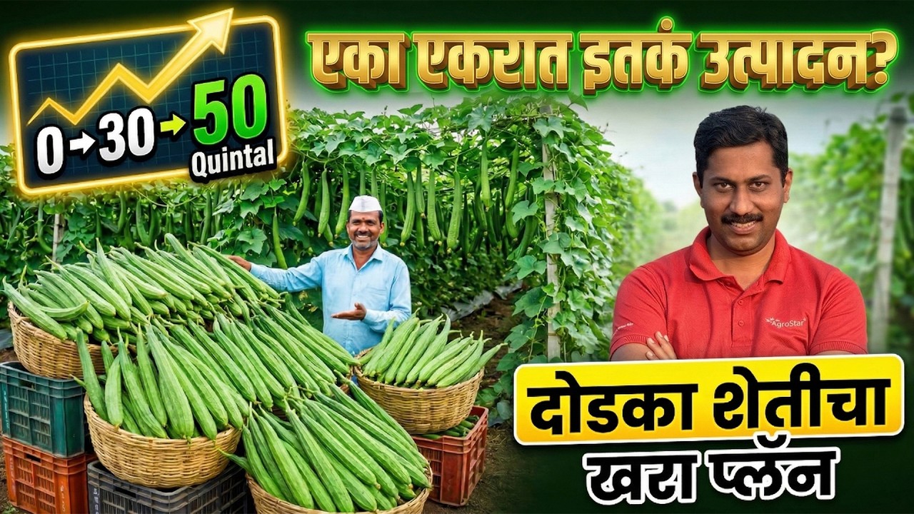 दोडका शेती A to Z माहिती | Best Season, Variety & Fertilizer Plan | Ridge Gourd Farming | AgroStar