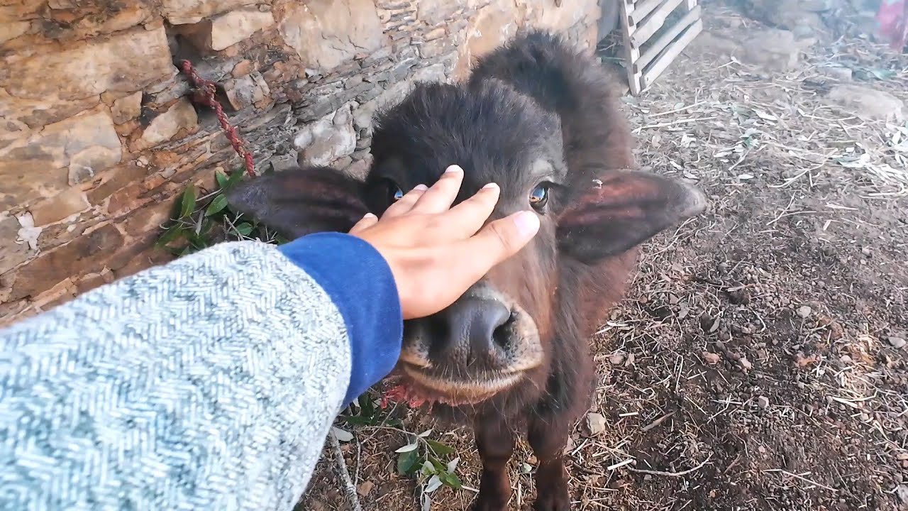 पहाड़ी गांव का दृश्य।#Uttarakhand#Uttarakhandi#Pahadi#Devbhoomi#Himalayas#MountainLife#mountainlife 