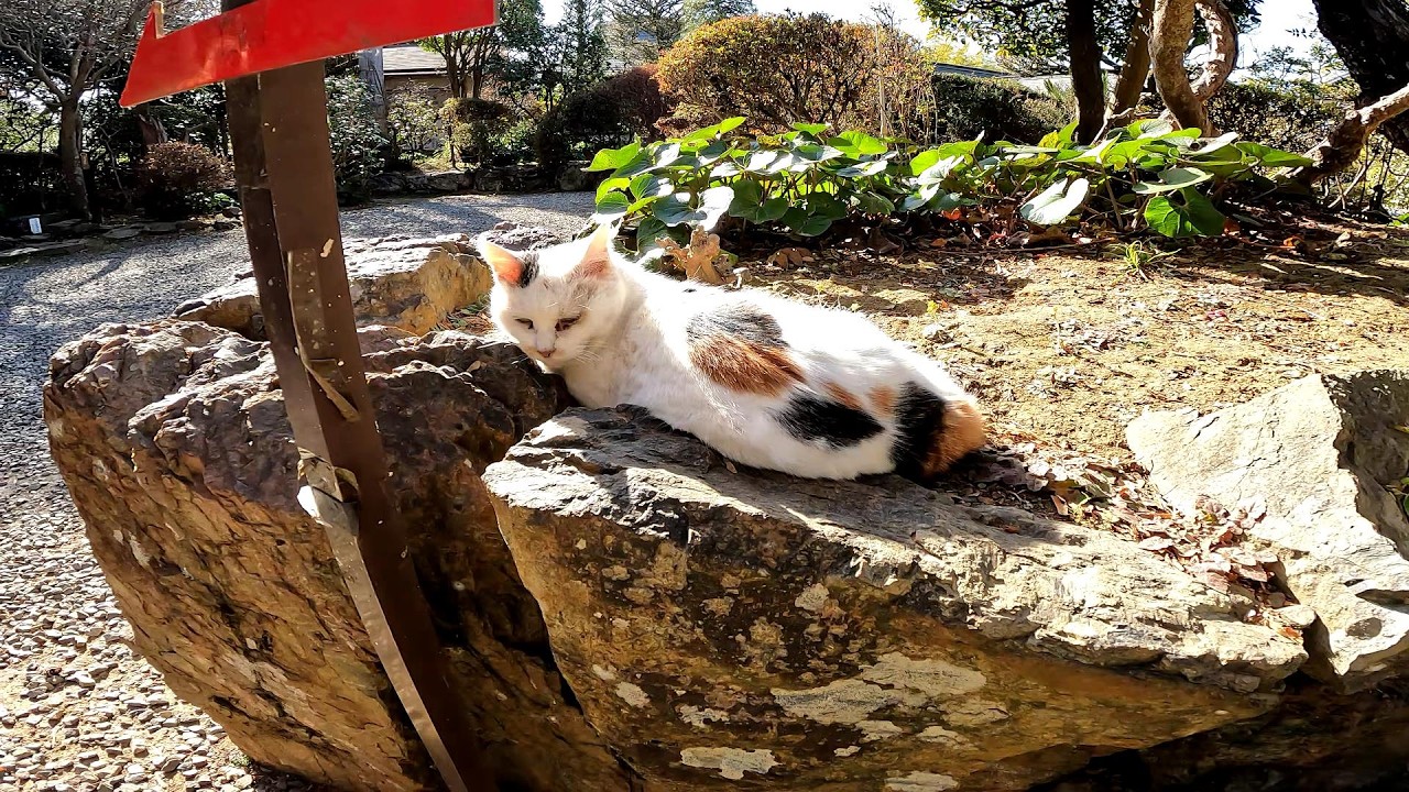 岩をベットの代わりにして昼寝する野良猫
