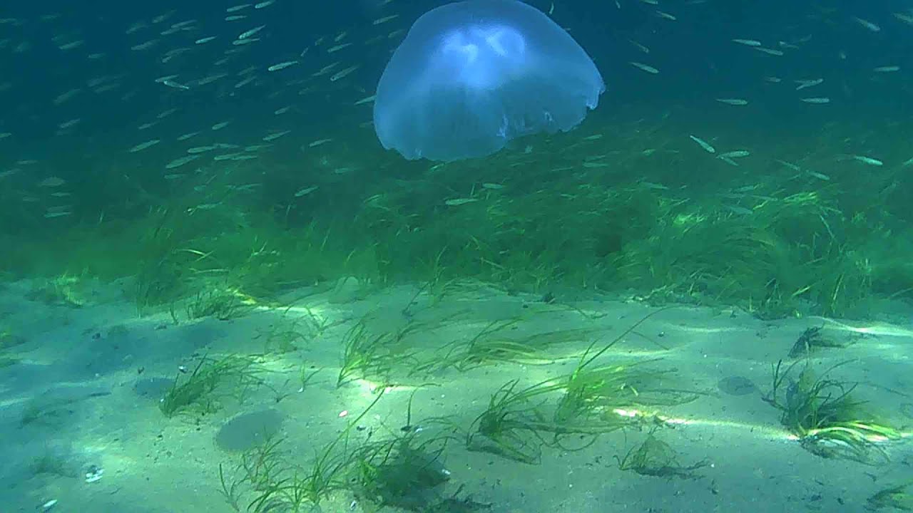 Dedektörle denizde ve sahilde altın arama,Nargile dalış kompresörü DIY HOOKAH beach scuba surface
