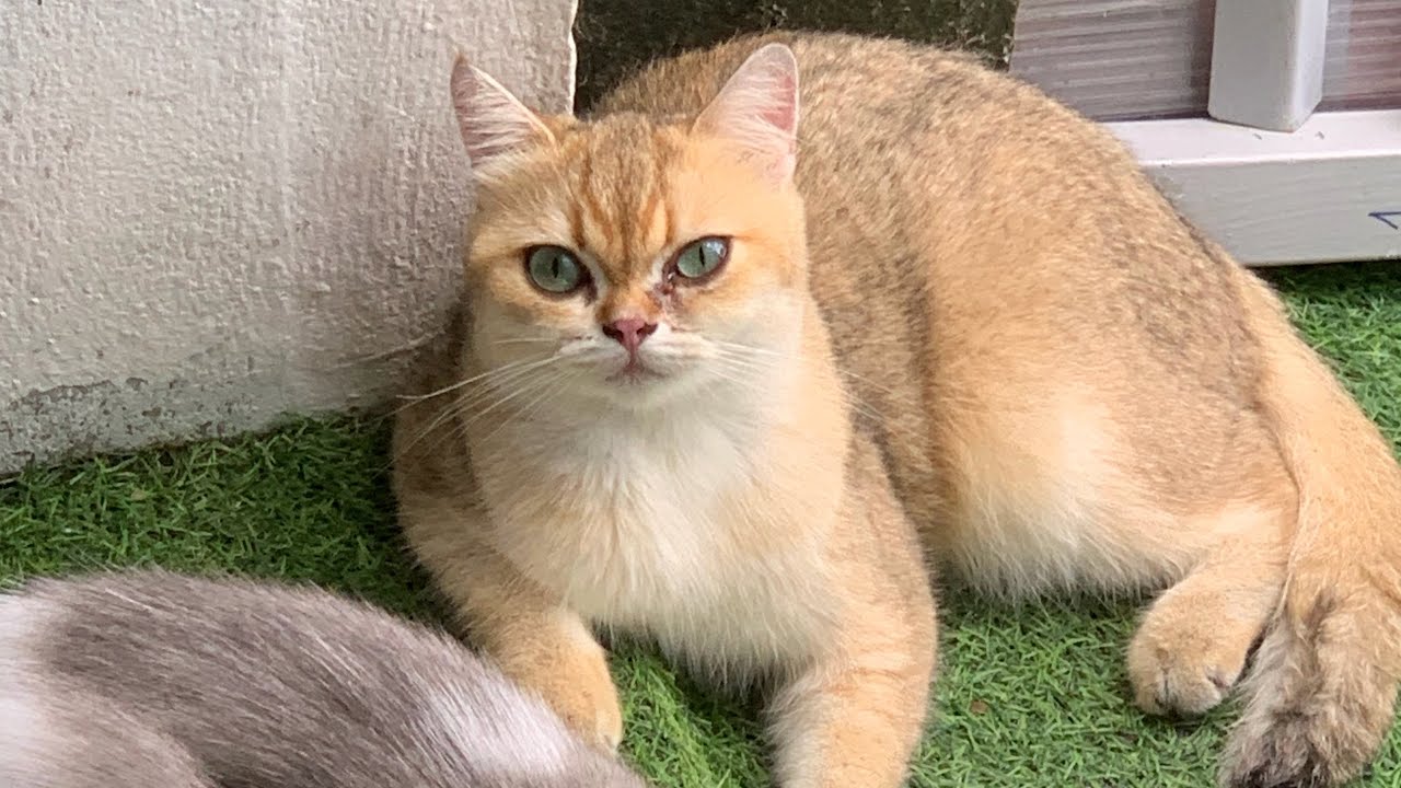 [Meow][250720] | MOONIE | TSUKI | BƠ 