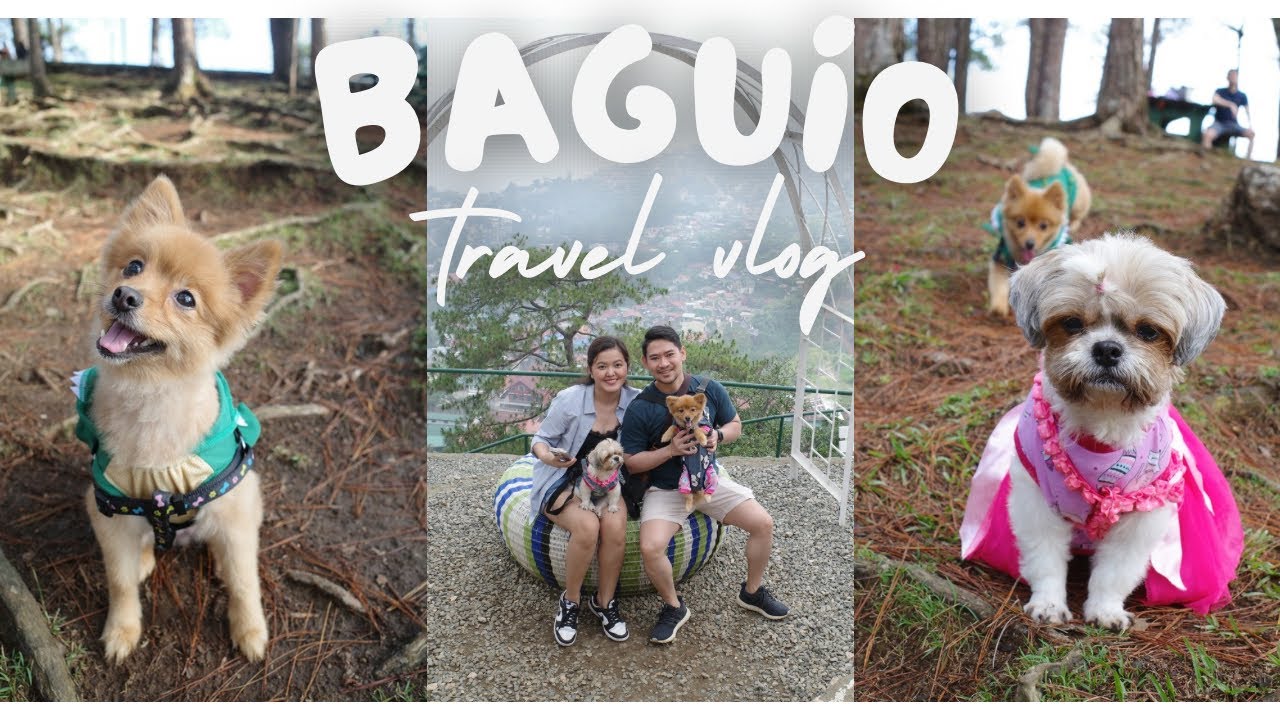 Baguio 2024 | Pet Friendly Hotel | Pet Friendly Tourist Spots and Restaurants