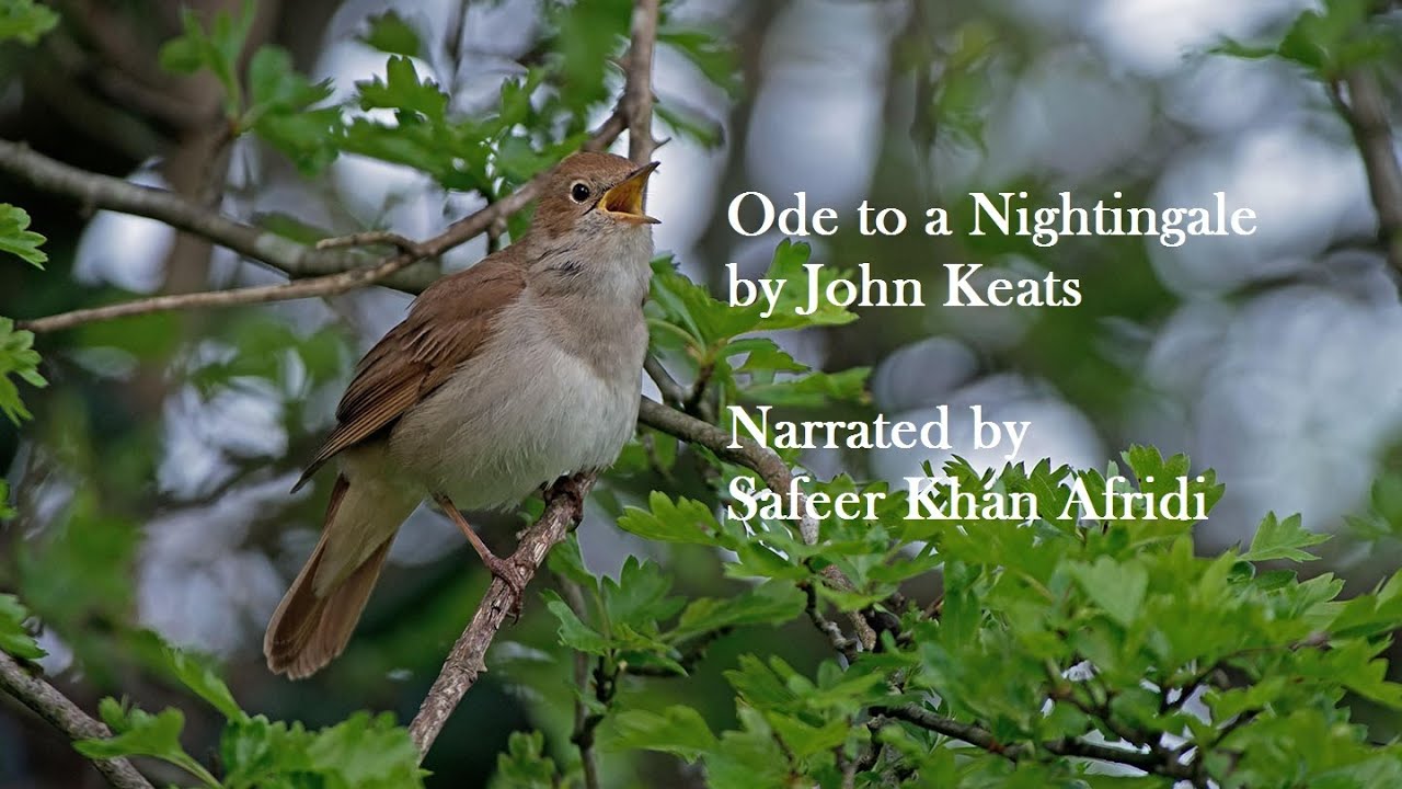 Ode to a Nightingale by John Keats: Narrated by Safeer Khan Afridi