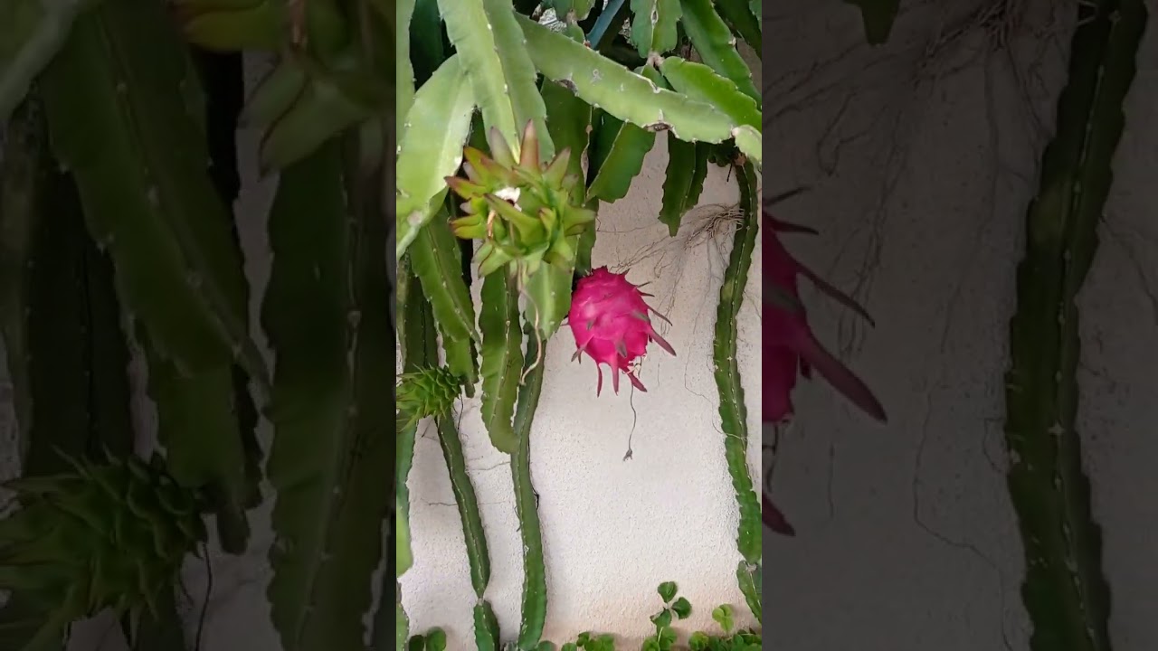 ph درجه حموضه و قلويه التربه للدراجون فروت