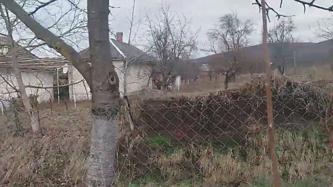Обрізка пересаджених саджанців хурми.