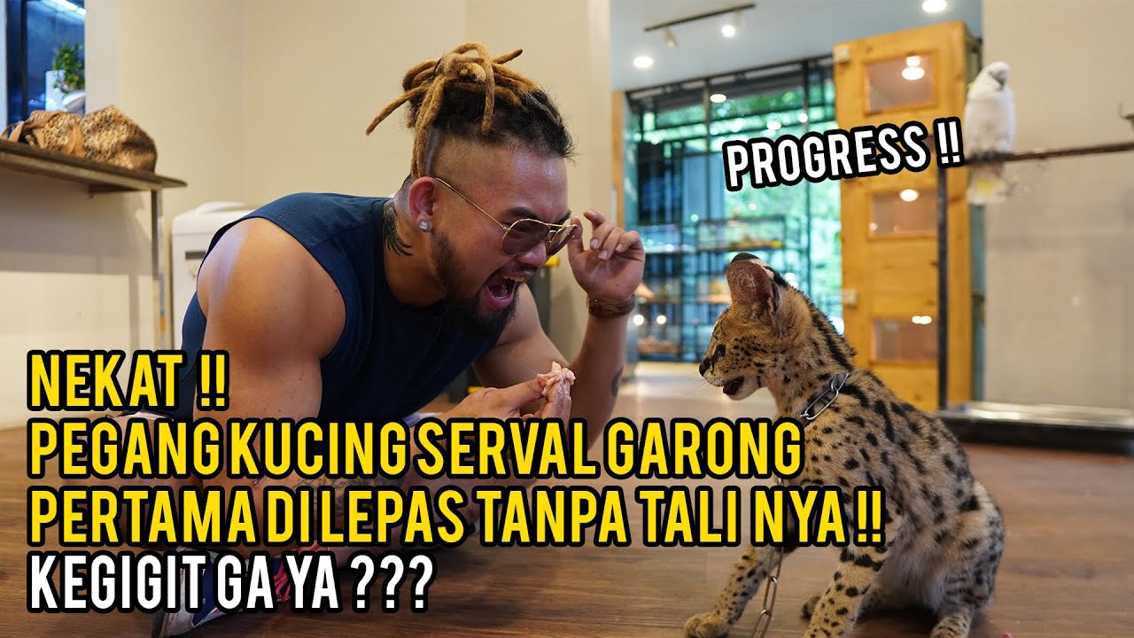 NEKAT !! TANPA TALI JINAKIN SERVAL GARONG PEGANG KEPALA !!