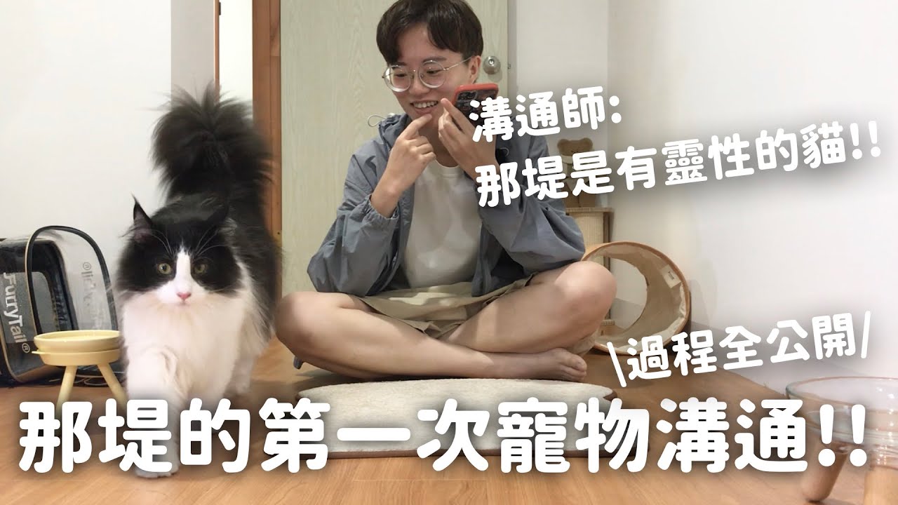 超神奇！那堤貓生的第一次寵物溝通｜過程全公開｜居然跟溝通師說想去這裡玩？！EP40