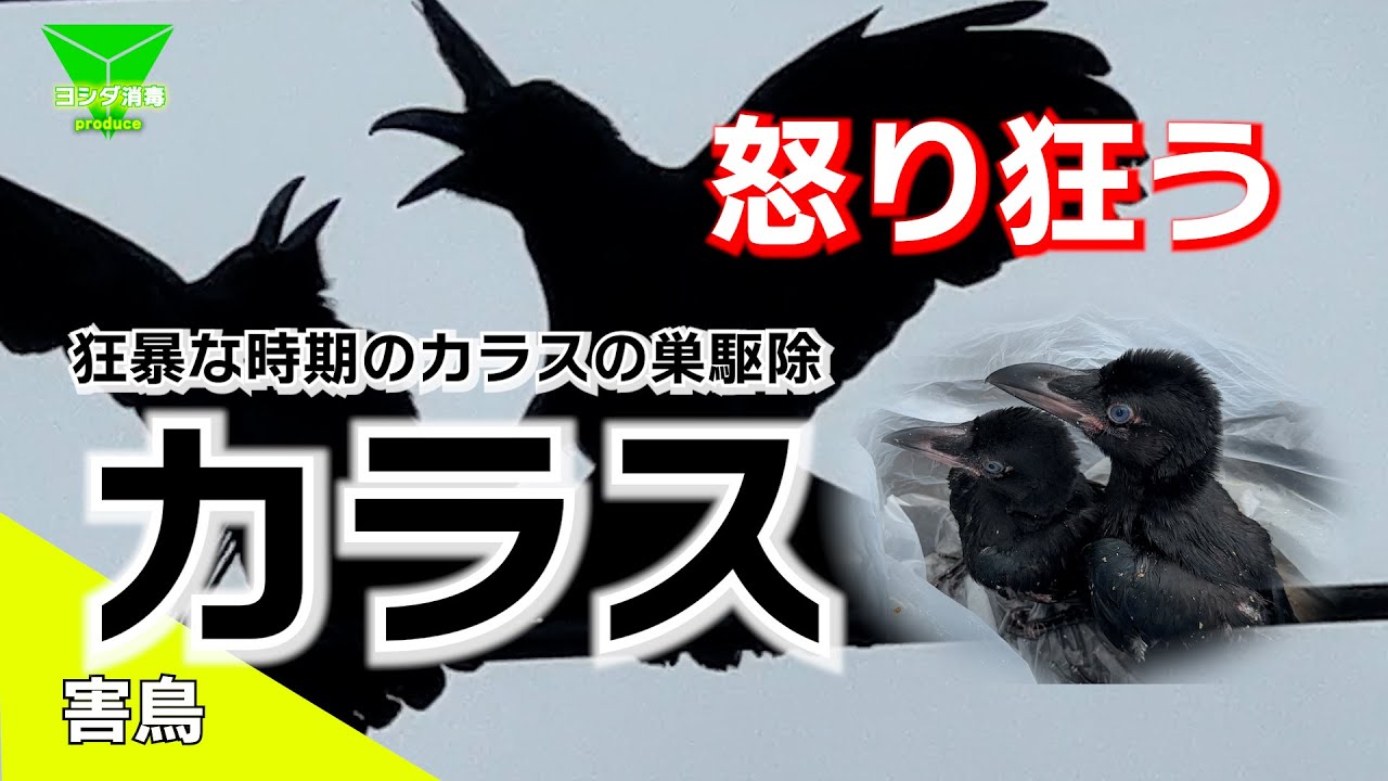 カラス被害に緊急対応！カラスが一番狂暴になる時期にカラスの巣を撤去してきました。