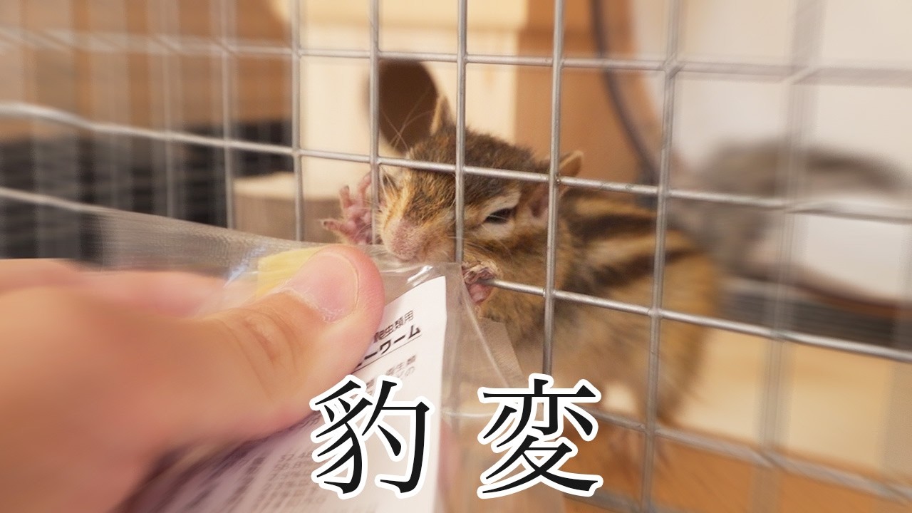 【閲覧注意】ハニーワームを見て豹変してしまいました…