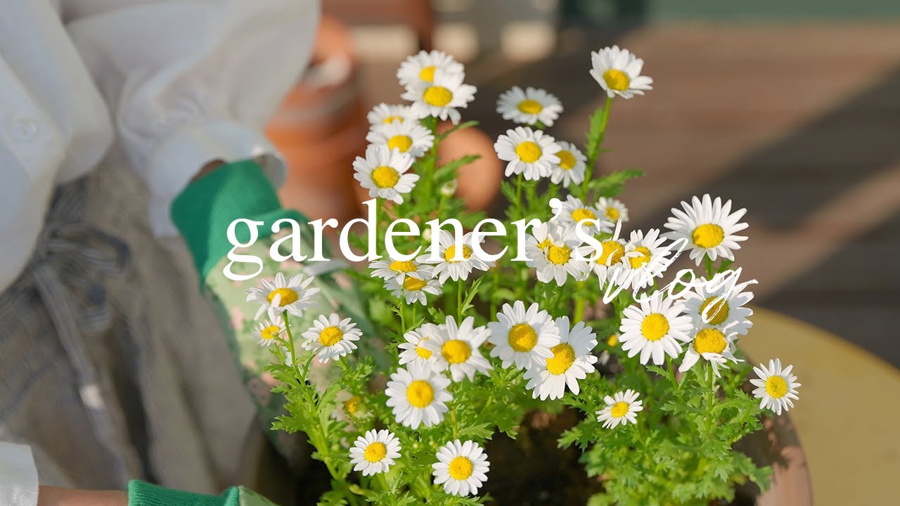 Слишком красиво, чтобы не посадить 🌸 Однолетники в горшках, обрезка гортензии