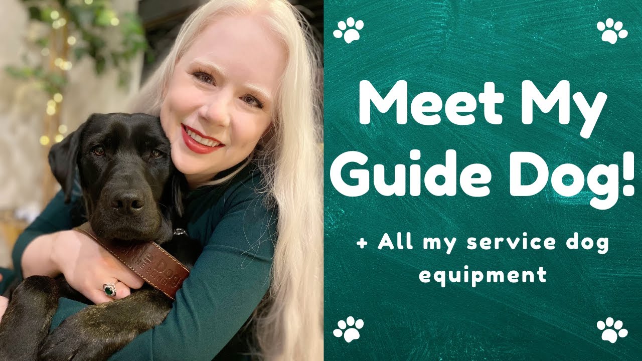 Meet My Guide Dog! and All My Equipment (Warning! Adorable)
