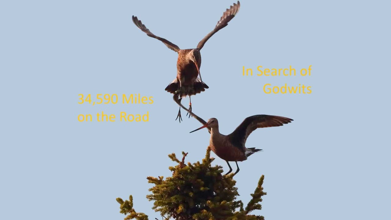 Dr  Bruce Beehler • 30,000 Miles in Search of Godwits • February 2024