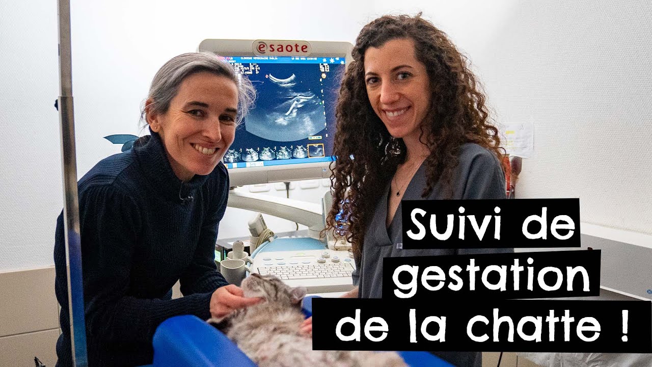 Suivi de gestation de la chatte 🐱