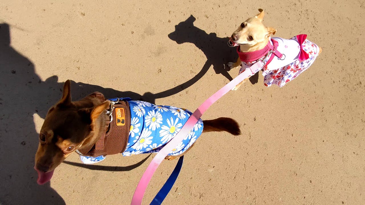 Strolling Along Balboa Park Pt. 2 | Ep 181 | Chewby & Snow White 😎🥰😁😆 #walkingtour #balboapark
