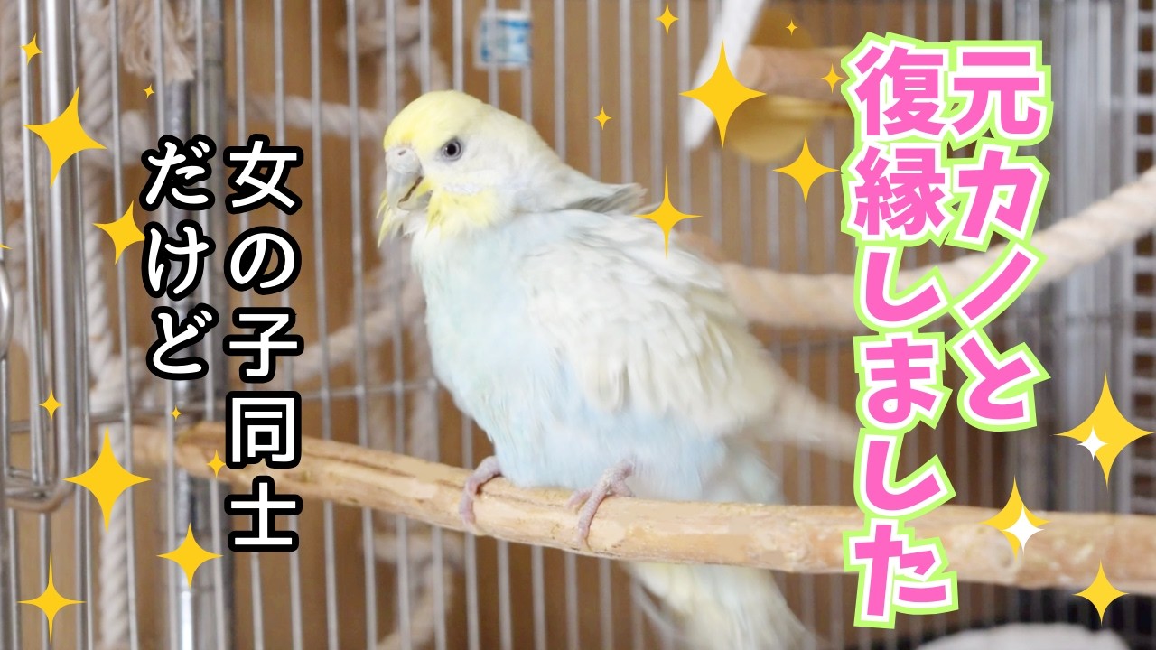 セキセイインコ女子ふたり、一緒に巣箱に籠る