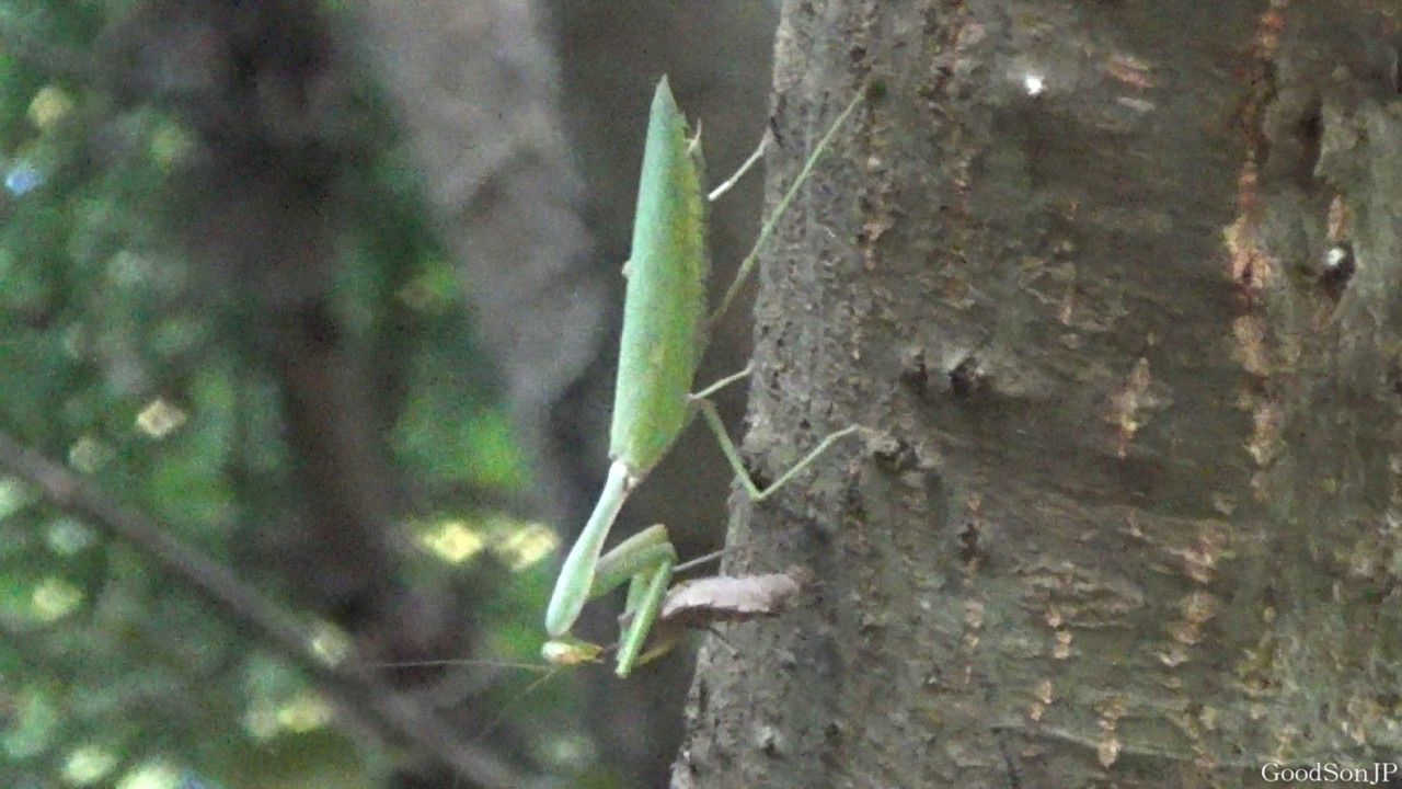 侵略的外来種のカマキリが予想以上に深刻な問題になっていた...【2025年 秋の昆虫採集】
