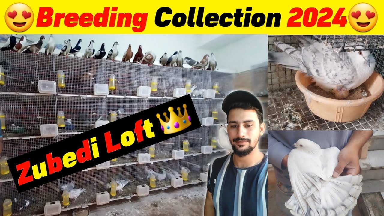 Hyderabadi Neely Satinite Breeding Pairs || Rangeen Kabootar breeding setup 2024