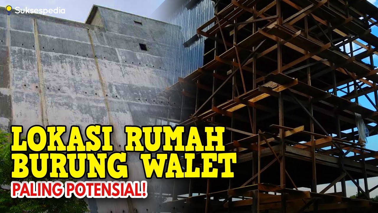 LOKASI YANG BAGUS UNTUK SARANG BURUNG WALET - INI DIA SYARATNYA !