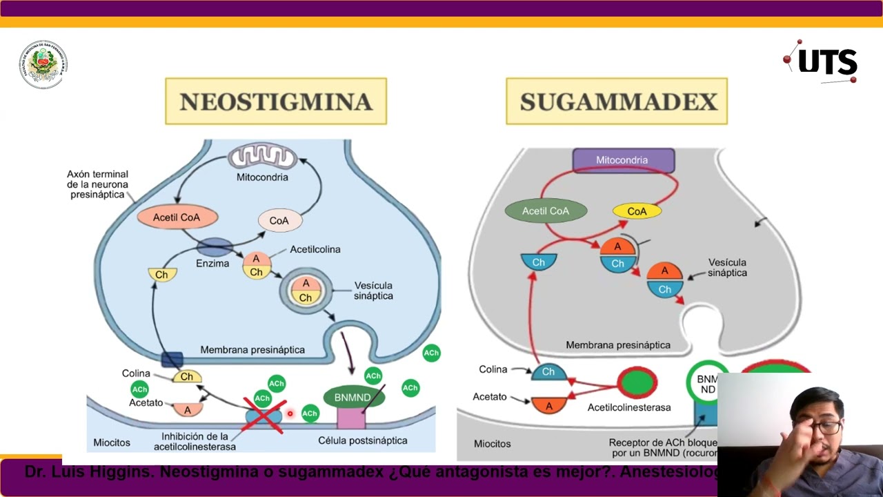 MECANISMO DE ACCI&Oacute;N DE SUGAMMADEX VS NEOSTIGMINA