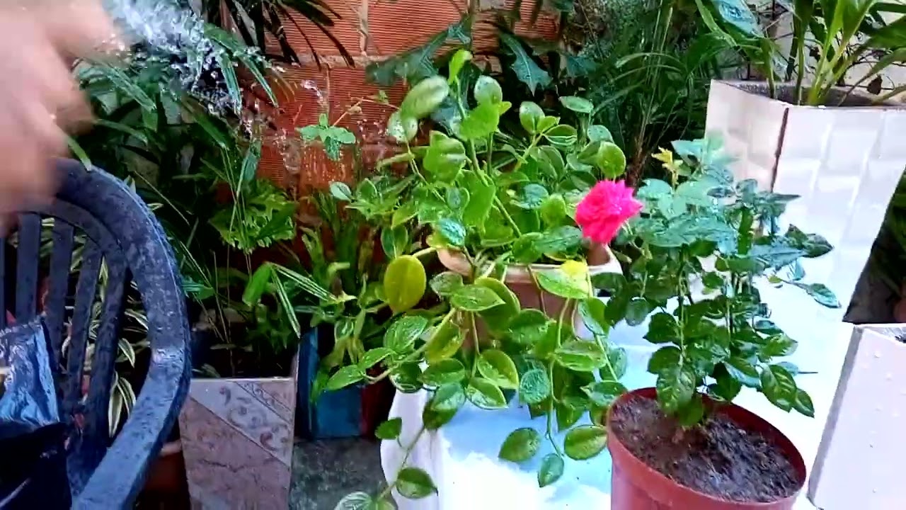 N&atilde;o comprem plantas e nem flores de PL&Aacute;STICO.( Elas n&atilde;o tem vidas ).