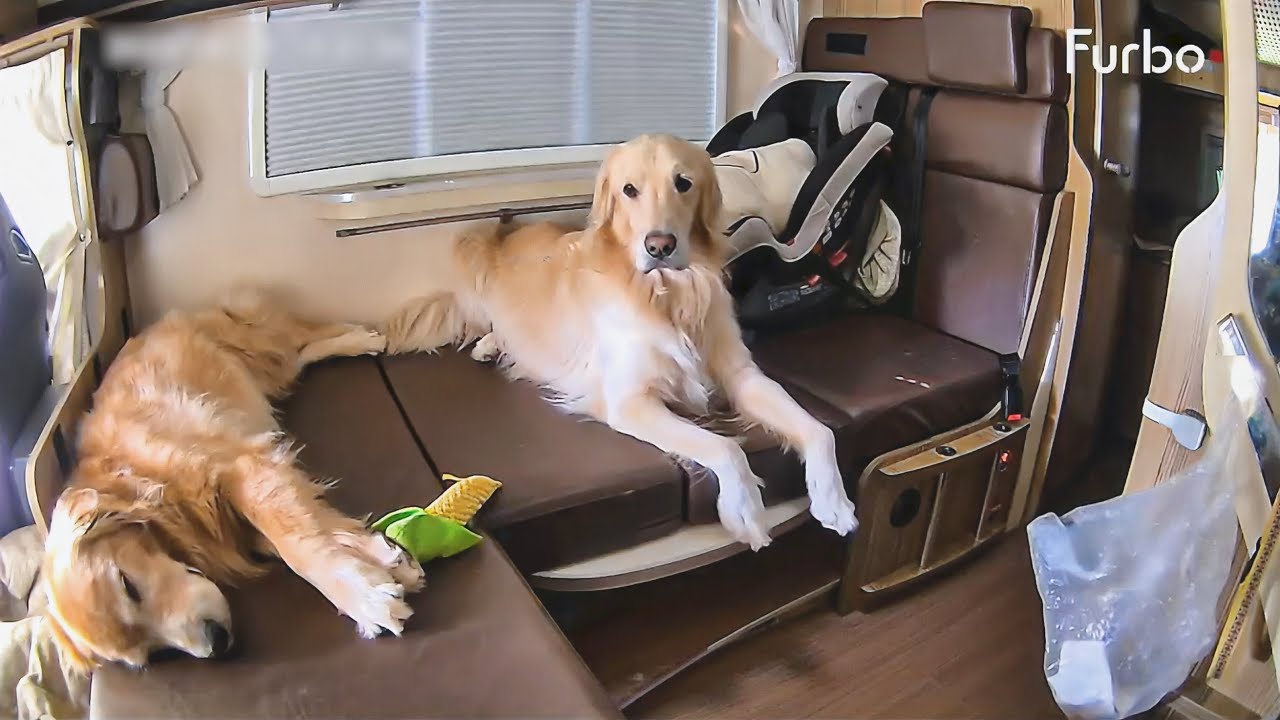車にペットカメラ設置したら可愛い事実が発覚しましたww【Furbo】