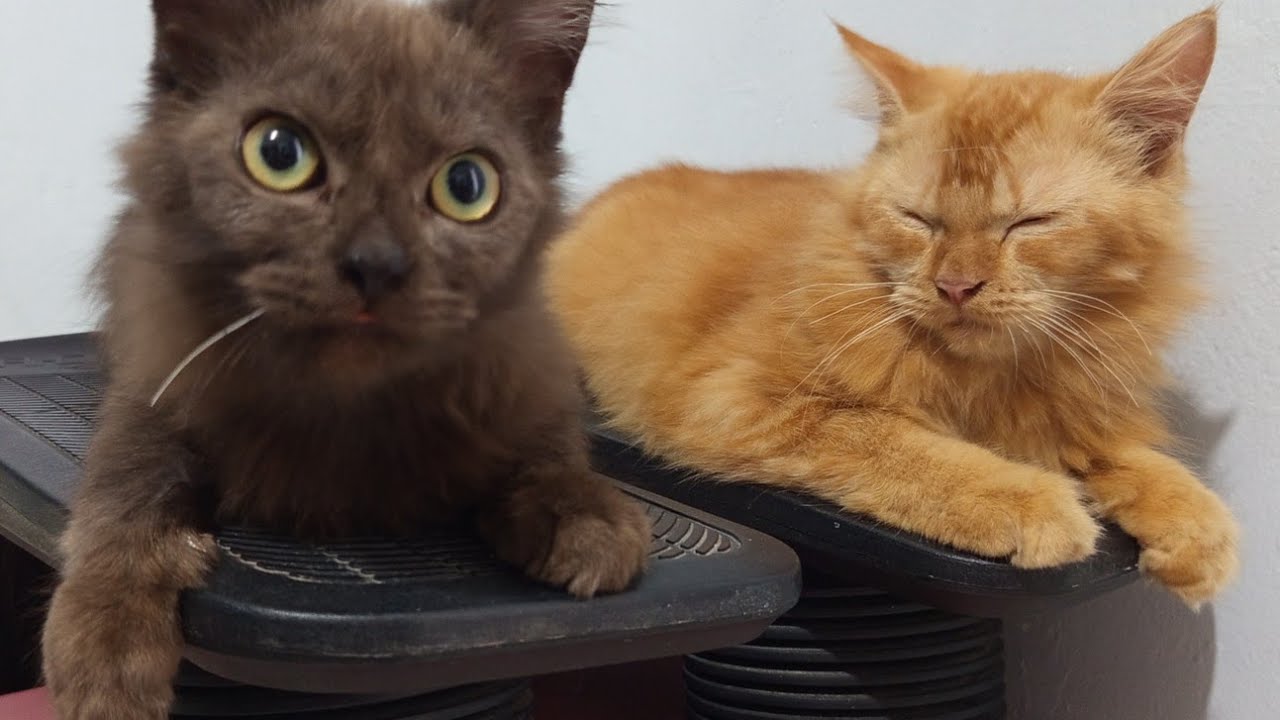 Perang Saudara Angora: Duet Manis vs Satu Boneka Kecil