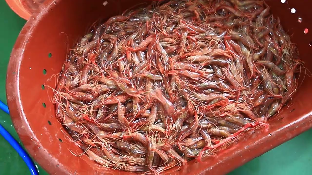 대한민국 울진군 죽변항 앞바다에서 많이 잡히던 대하,도하대우,닭새우,꽃새우들