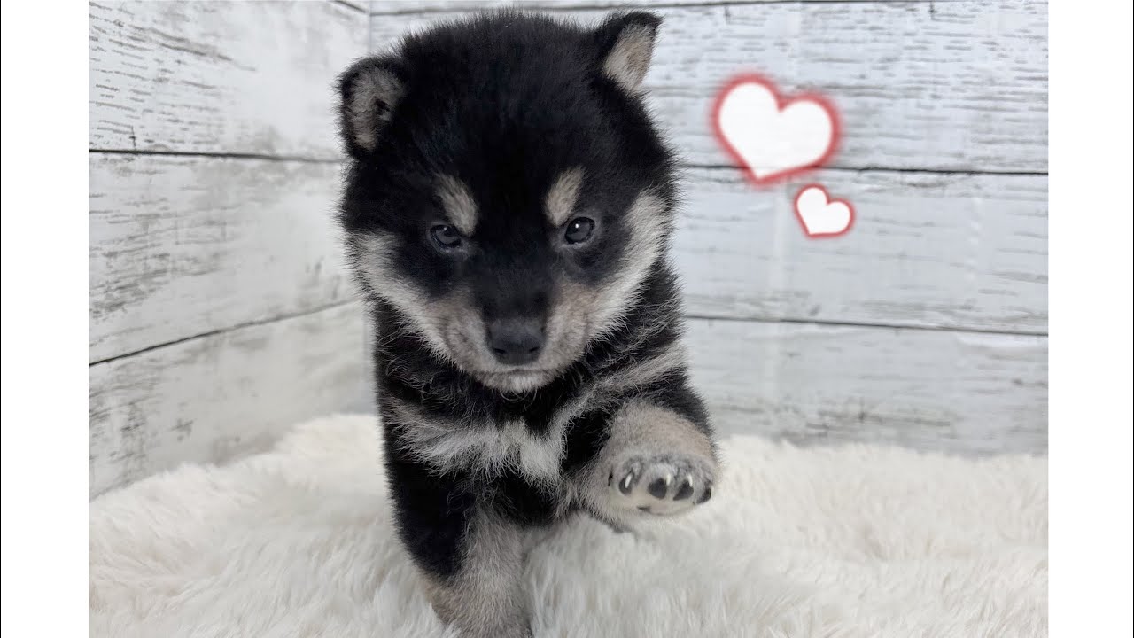 むちむち柴犬くん👶🏻💕 黒柴ならではの「まろ眉」がとってもキュート💘