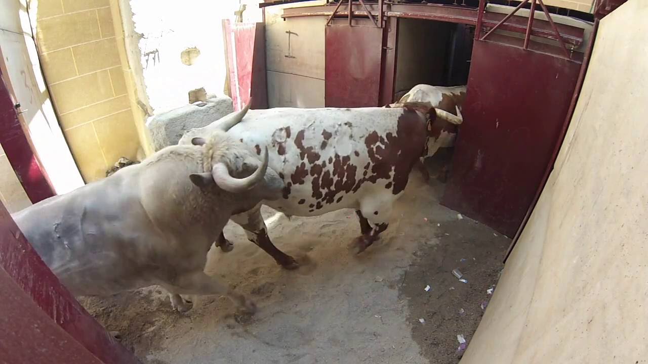 LLegada encierro a toriles ma&ntilde;ana 25.  San Juan 2016 Coria